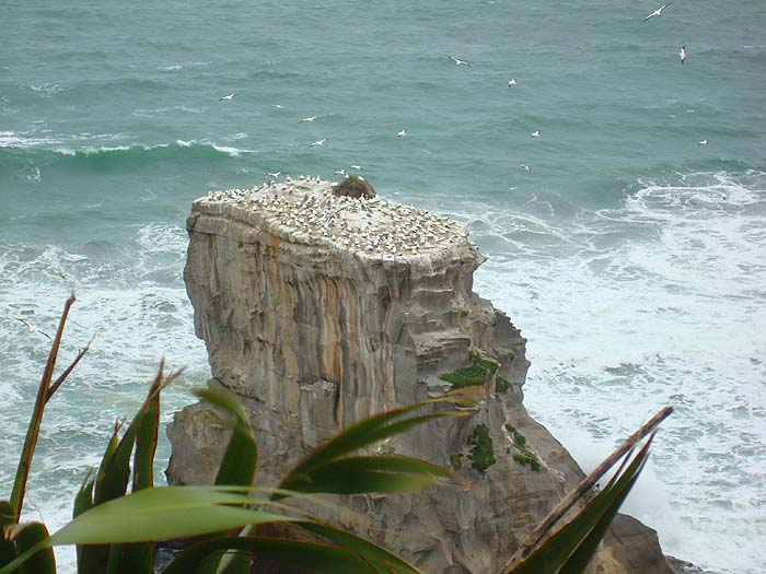Alan took us to see this gannet colony just under the cliffs of the mainland.  Where there are gannets there will be fish.