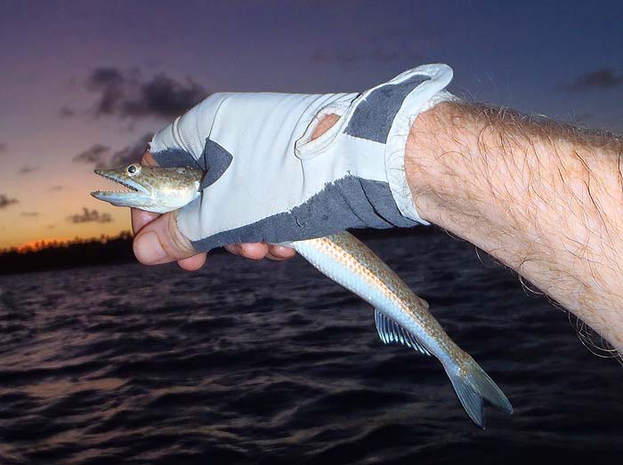 Richard knows how much I like lizardfish.  They seem to be able to take lures no matter how hard you try to avoid them.