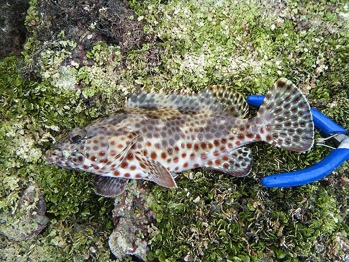 Another small species of grouper.