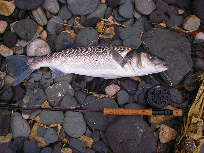 A fine fish in excellent condition and wonderful sport on my 8wt rod and six pound nylon.