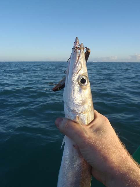 These small barracuda are interesting rather than exciting but they do provide a diversion when you are spinning.