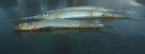 These are halfbeaks - tiny, surface feeding 'garfish' which are clearly popular with big snook.