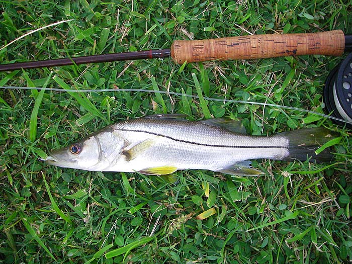 I caught lots of these on fly gear but the bigger ones took spinning lures.