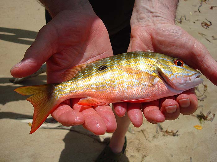 I know they are only little but these fish are a favourite with me because of their amazing colours.