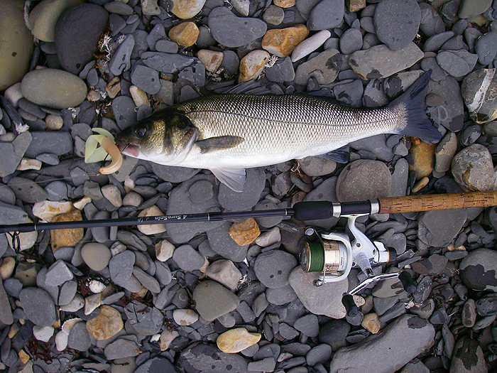Just one of the excellent bass that we landed on our weedless lures.'
