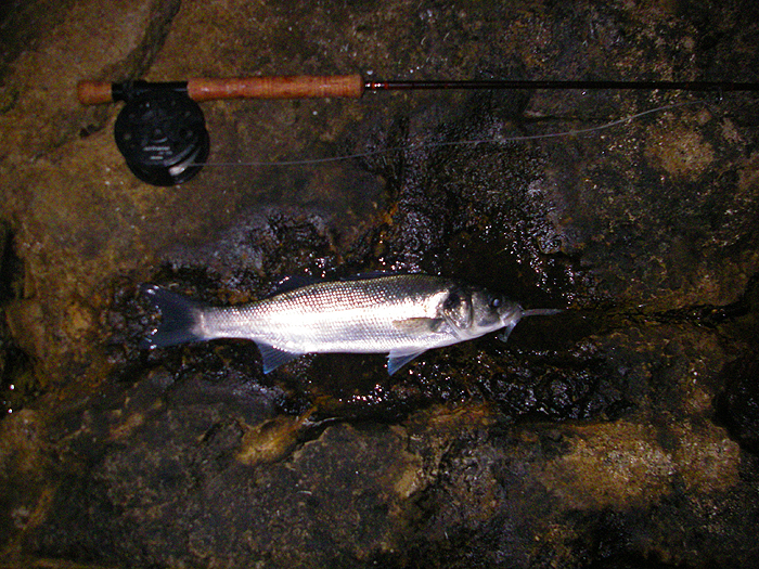 The last fish of my first session.  Not big but very game on the fly rod.