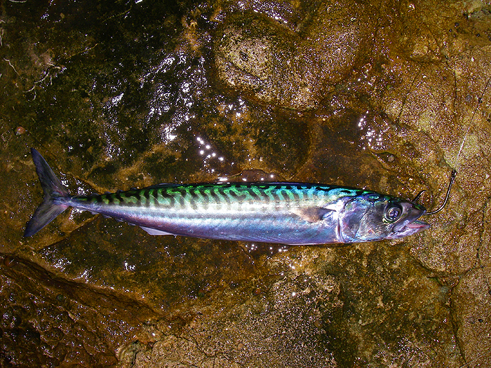 My first mackerel lip-hooked on a 6/0 circle - just right!.