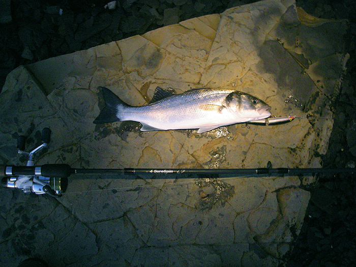 The pool of light from the headlamp is illuminating the fish..