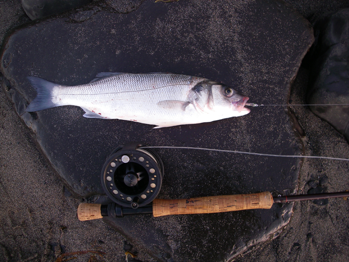 My last bass taken on the beautifully tied, Bug-bond cased fry fly, tied by my pal Alan.