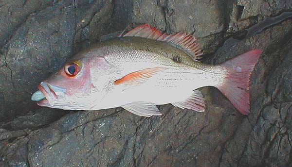 This fish completely engulfed a Storm shad fished from the rocks next to our apartment.