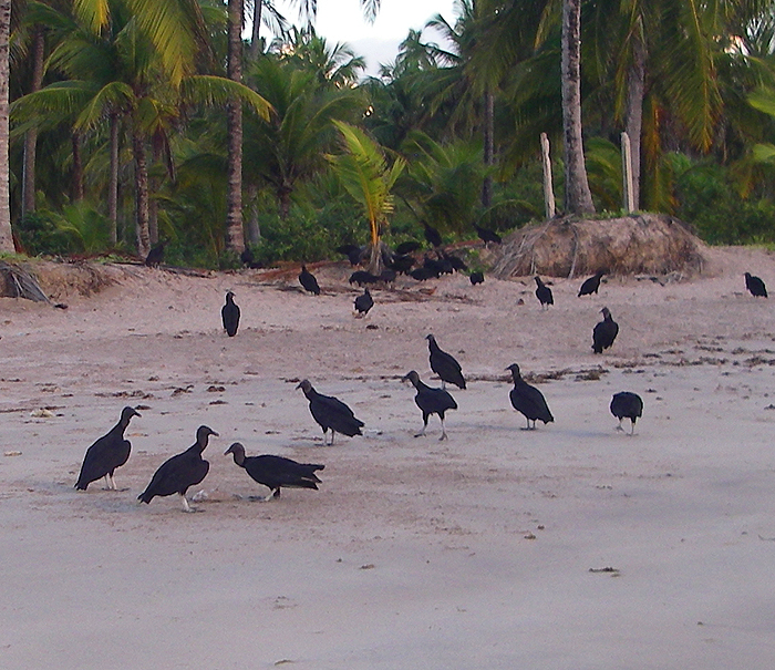 These birds devour the dead turtles which are regularly washed up after drowning in nets set for fish.