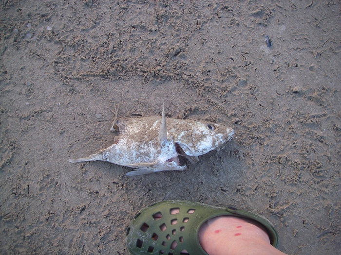 This large piece of fish was washed ashore (the vultures found it for me).  It had probably been 'sharked'.  Note my foot for scale and the mozzy bites.