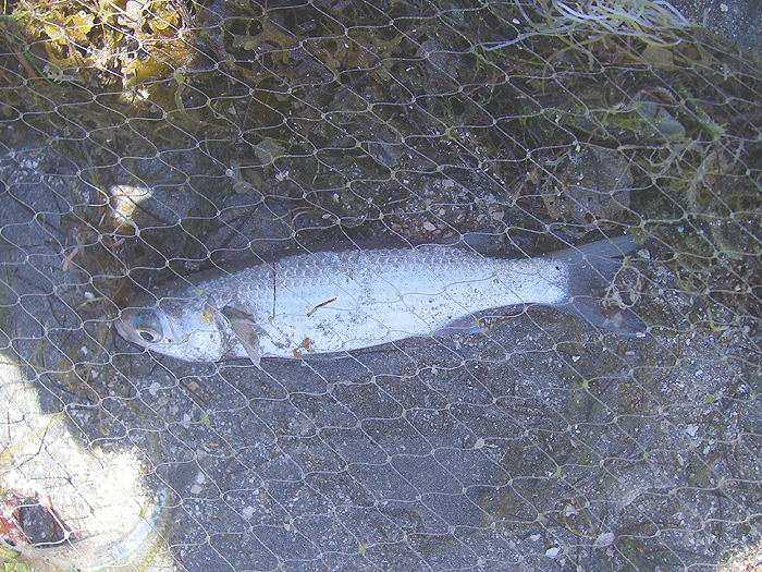 Mullet like this were also netted - but not many.