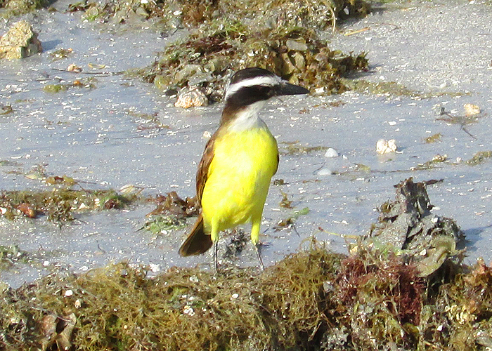 These birds often forage on the beach for food.
