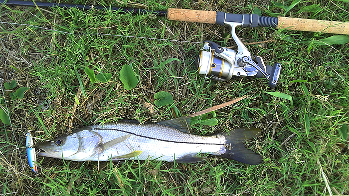No monster but good fun on spinning or fly gear.