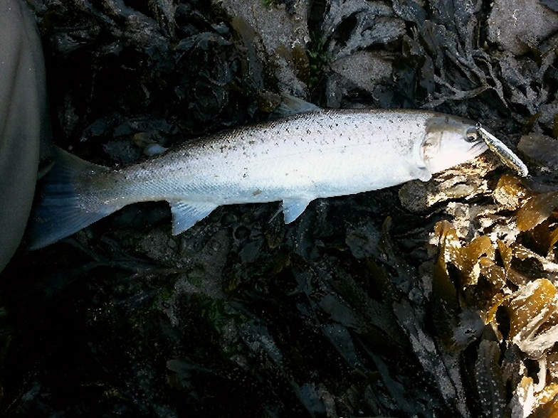 Typical small trout.