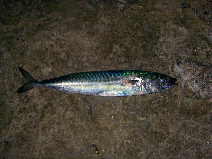 One of Ben's mackerel caught on a wedge.