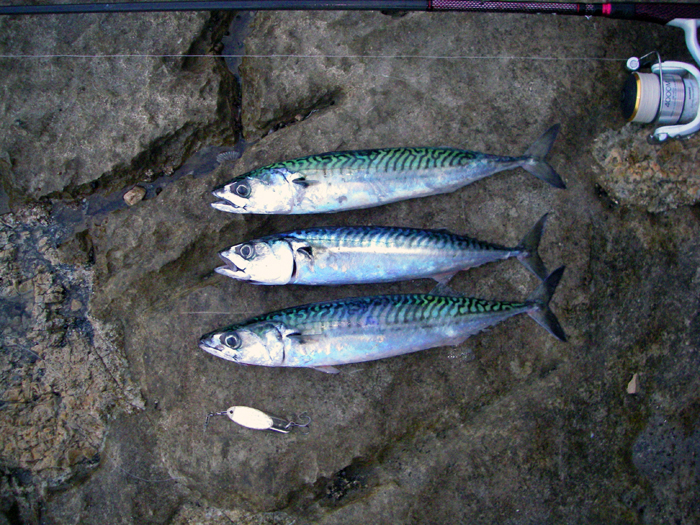 the three mackerel that I kept on my first morning.