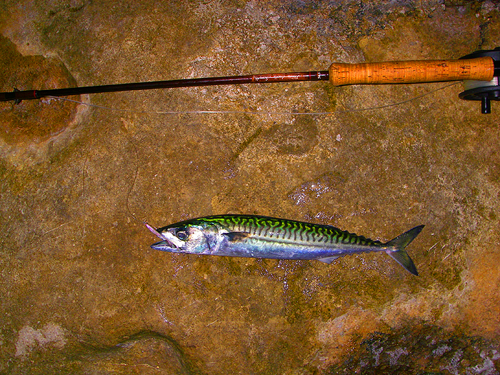 These fish are a fly angler's dream - fast, powerful and with loads of stamina.