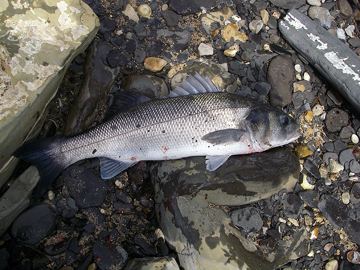 Nigels six pounder caught on mackerel fillet.