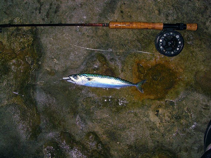 A big mackerel can be a real handfull on fly gear.