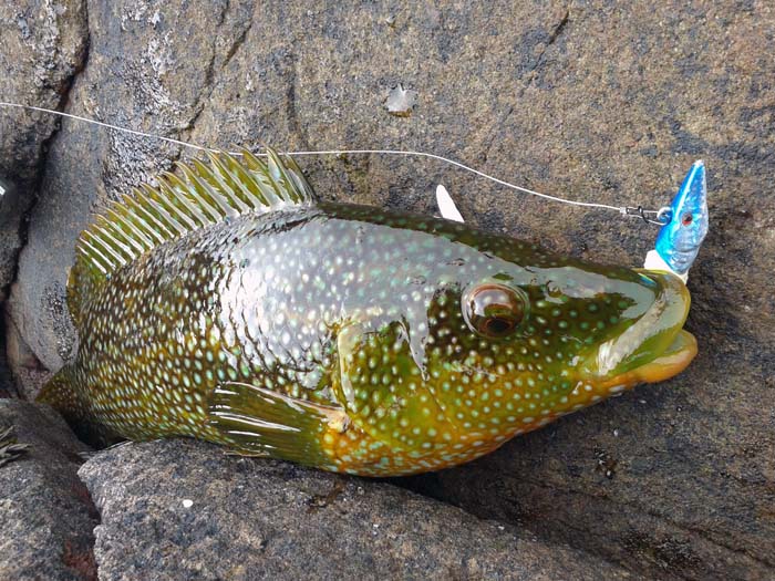 Why is it that few anglers caught wrasse on lures in days gone by?  I can only assume that very few anglers fished lures in the snaggy places that the wrasse favour..