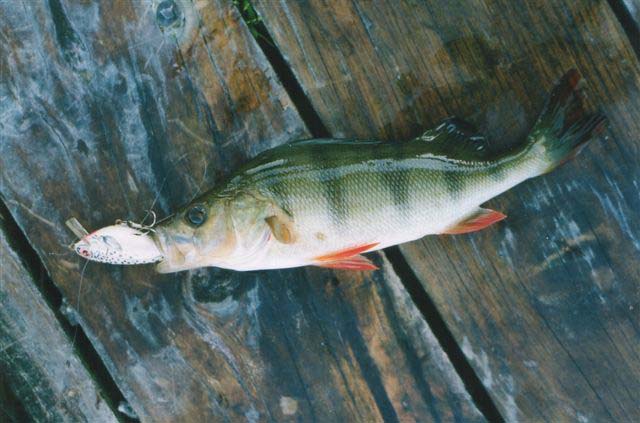 Perch have obviously made themselves at home in New Zealand fresh waters.