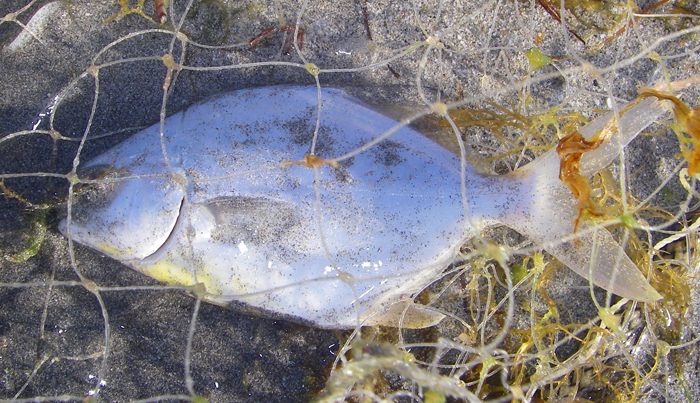 Small fish like this are the usual seine net catches.