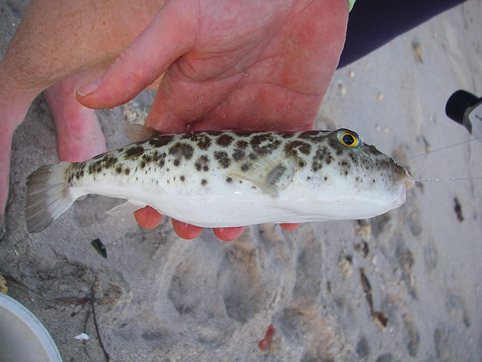 Puffers have teeth that can rip any bait (or tackle) to pieces.