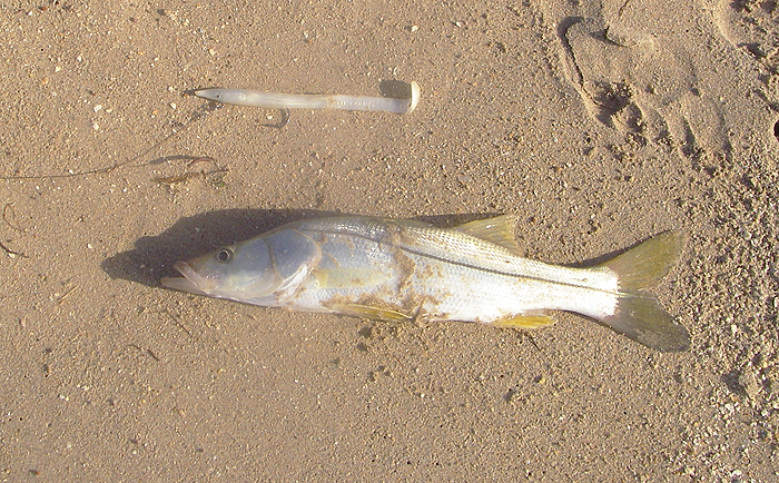 This little chap took a big Redgill from Richard's local beach.