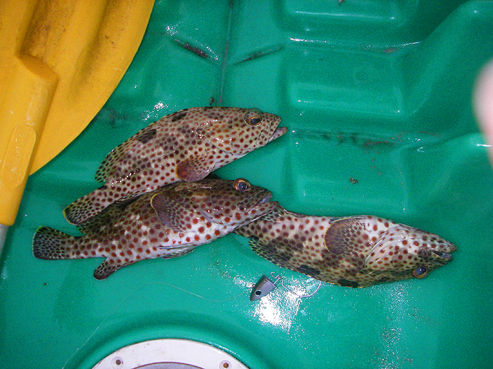 These small groupers take lures well and make good eating.  The Black Minnow has disintegrated.
