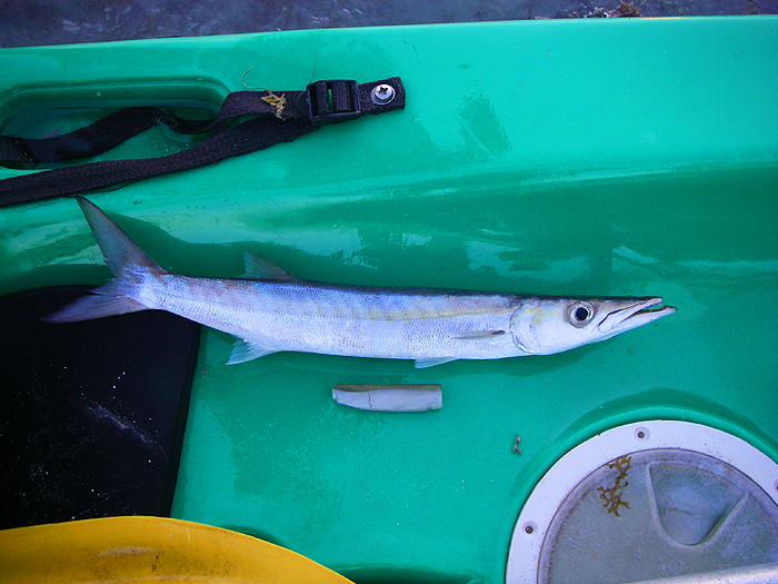 Another common lure catch.  Note that barracuda teeth make short work of Black Minnows.