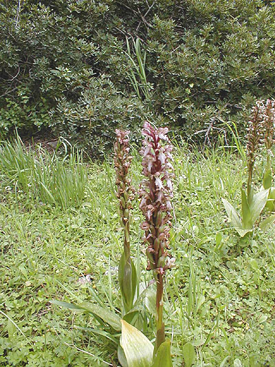 These were the biggest orchids we saw, drab greenish brown but very impressive.