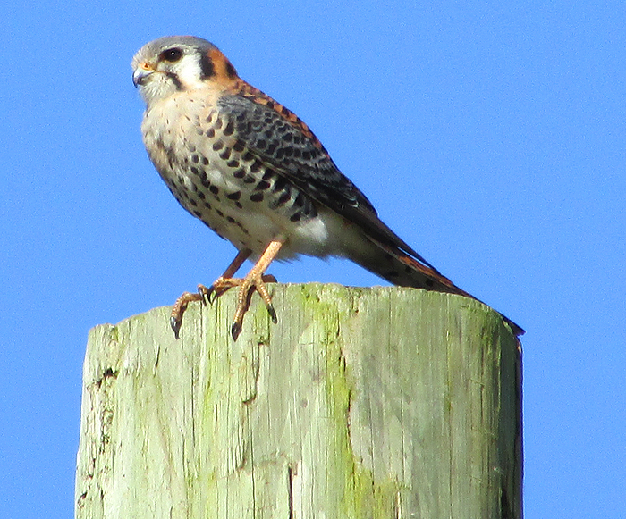 This one often sat on a pole at the bottom of our garden.