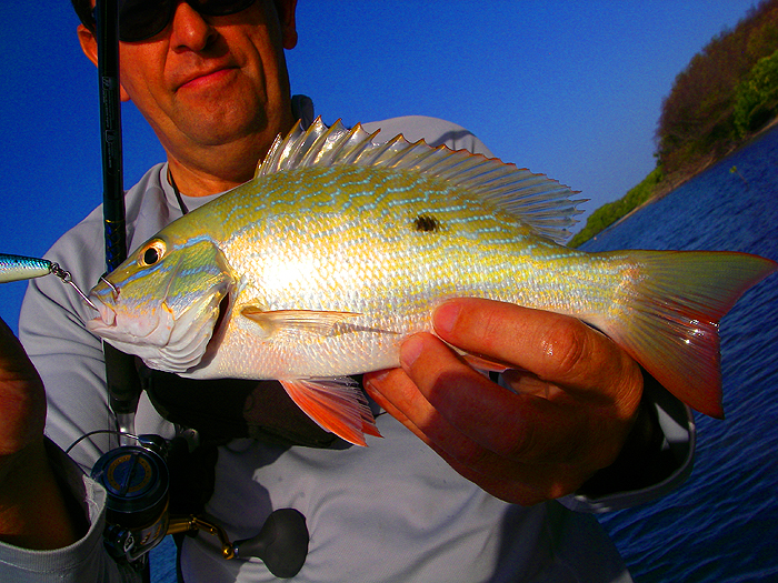 Steve landed this beautiful snapper on a plug from the flat.
