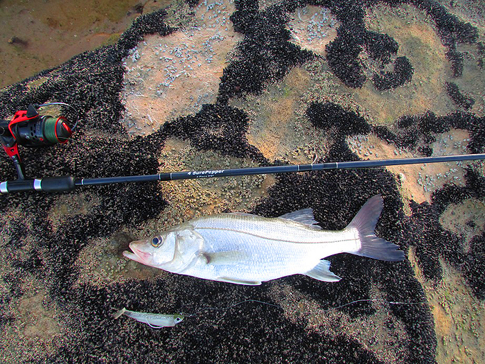 There is actually a species of snook called a 'fat snook'.  Could this be one?.