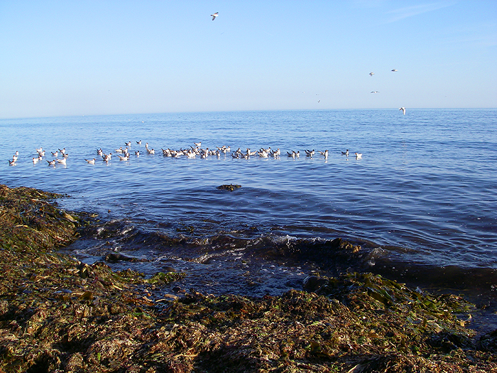 Plenty of maggoty weed.  Black headed gulls are usually a good sign of surface drifting seaweed fly maggots.