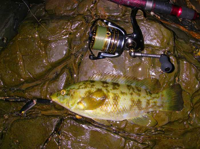 Ballans, including some big ones, are common catches on lures these days.
