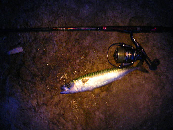 Not much of a picture but my first mackerel taken on the wedge - after that it was one every cast.