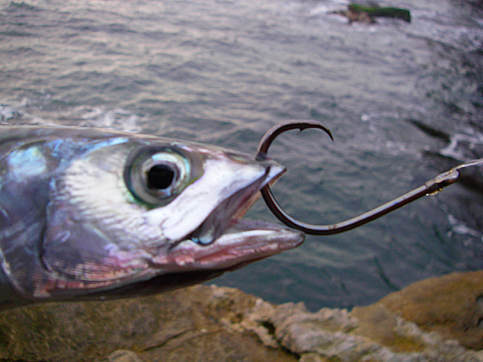 A mackerel has no bother carrying my 6/0 circle hook around.
