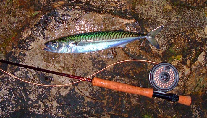 Mackerel are something else!  It would be nice to hook a ten pounder (if they existed).