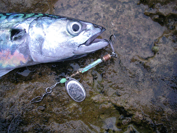 I think that my crude spinner would be better with bigger hooks and a tag.