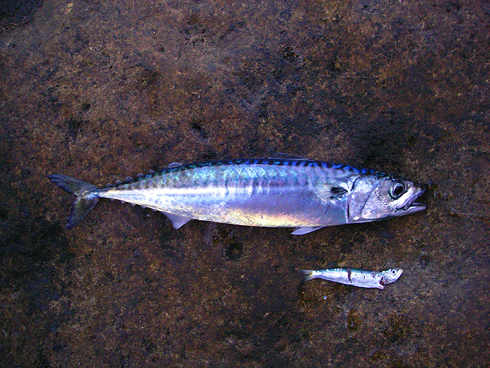 I took the picture of what the mackerel coughed up on a previous trip.