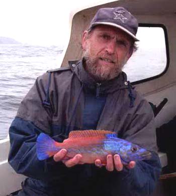 Alan Vaughan caught this fish (a male cuckoo wrasse) last summer but it is so colourful I could not resist putting its picture on the web.