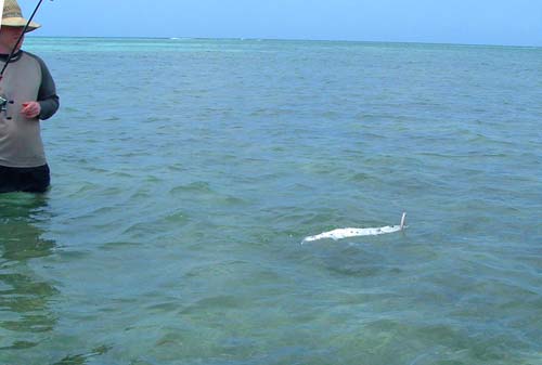 A clear view of the shallow (1ft) diving plug taken by the 'cuda'.