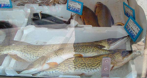Mackerel, tench and pike for sale.  The pike were marked differently to any I have seen here.