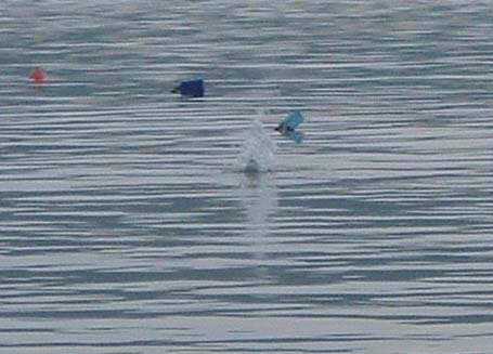 A tern plummets in.  The pictures are a little bit fuzzy but I had to track the birds and press the shutter as they dived.