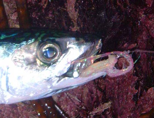 Most mackerel are lightly hooked on the fly gear.  The fatty, streamlined,  'contact lens' eyeshield  is very obvious.