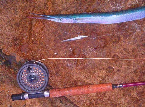 The only fish I caught in the session but mackerel and pollack also had a go at the 'fly'.