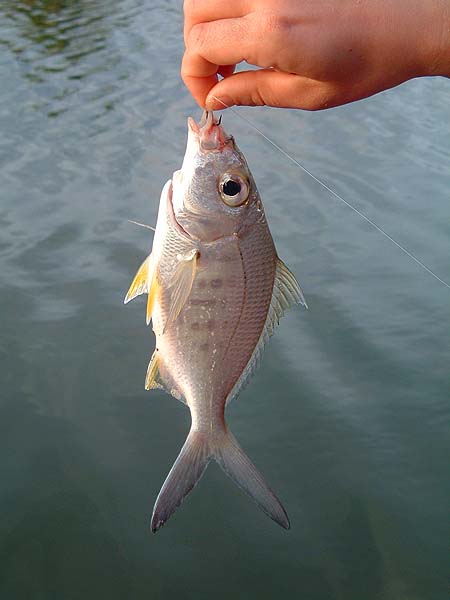 These little fish were pretty common catches on the bread bait.